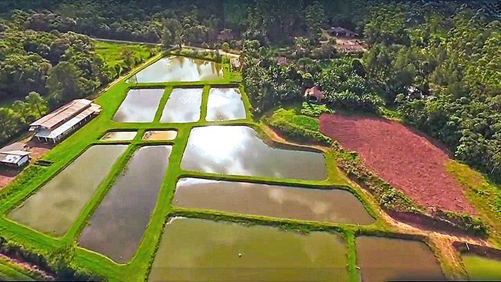 Dia 12 tem a Pesca Solidária no Sítio das Piavas 